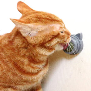 Premium Catnip for Cats