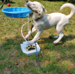 Outdoor Automatic Dog Drinking Fountain Step-On Design