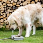 Outdoor Automatic Dog Drinking Fountain Step-On Design