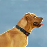 Adjustable Reflective Webbing Collar With Leash For Dogs And Cats
