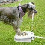 Outdoor Automatic Dog Drinking Fountain Step-On Design