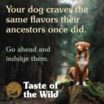 Taste Of The Wild – High Prairie Puppy Recipe with Roasted Bison & Roasted Venison