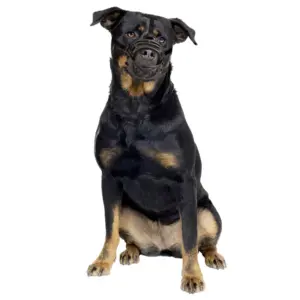 Duvo+ Soft Rubber Dog Muzzle