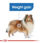 Royal Canin Maxi Light Weight Care Adult Dry Dog Food - Image 3
